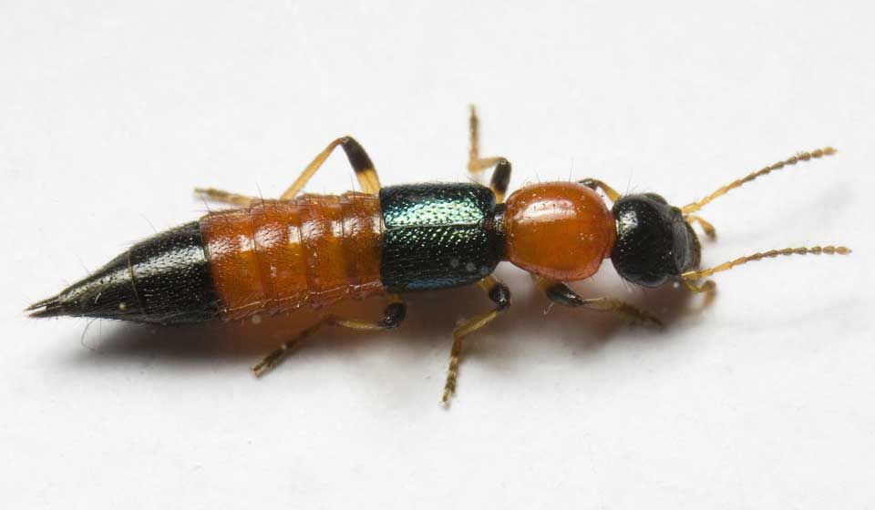 Rove Beetle 