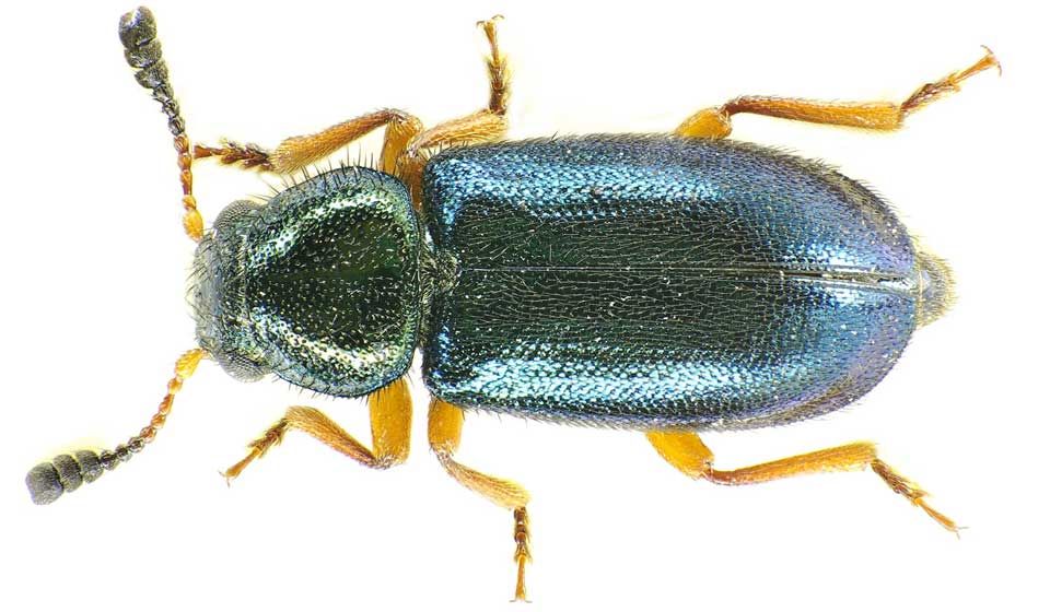Copra beetle