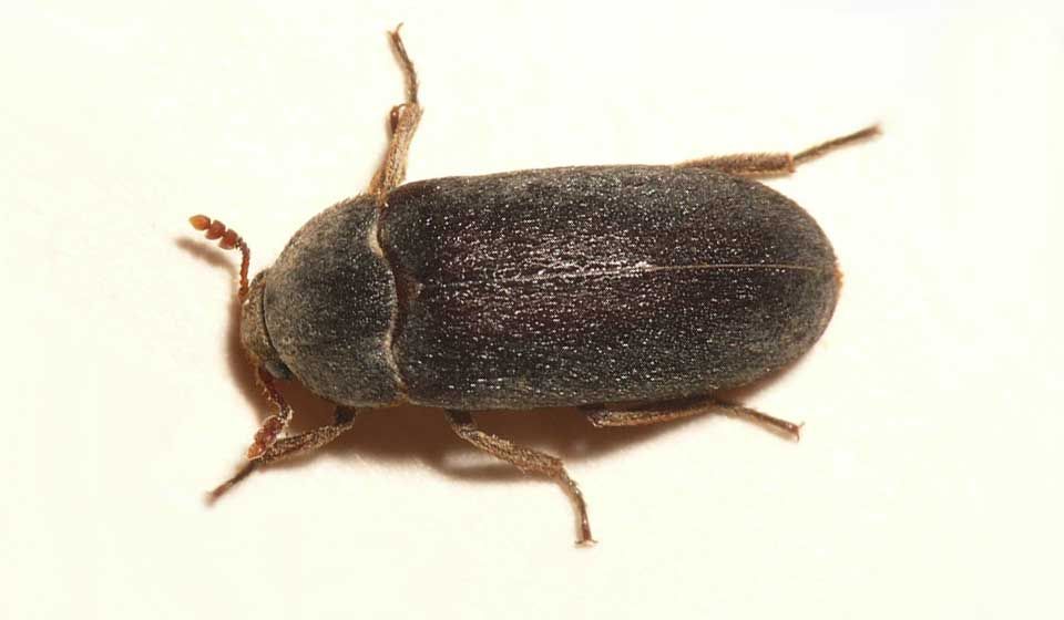 Dermestes Beetle