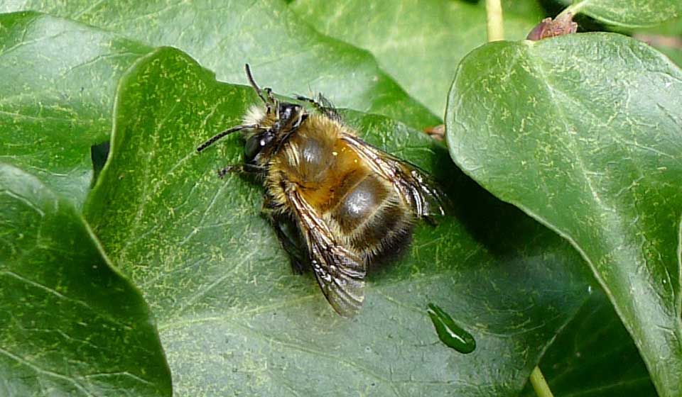 Hairy Footed Flower Bee