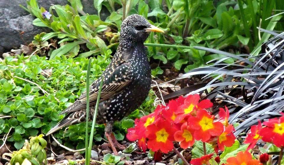 Starlings