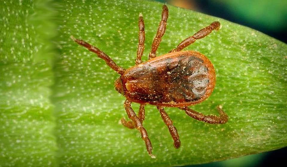 Brown Dog Tick