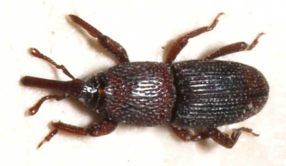 Granary Weevil