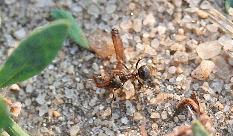 Garden Ant