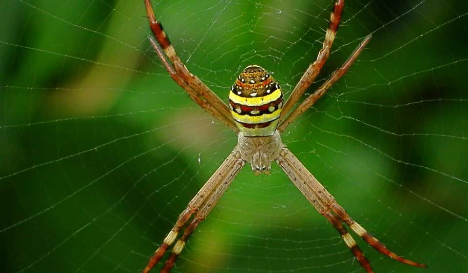  St Andrews Cross Spider 