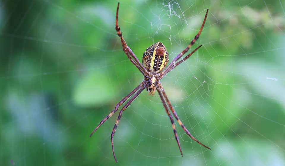  St Andrews Cross Spider 