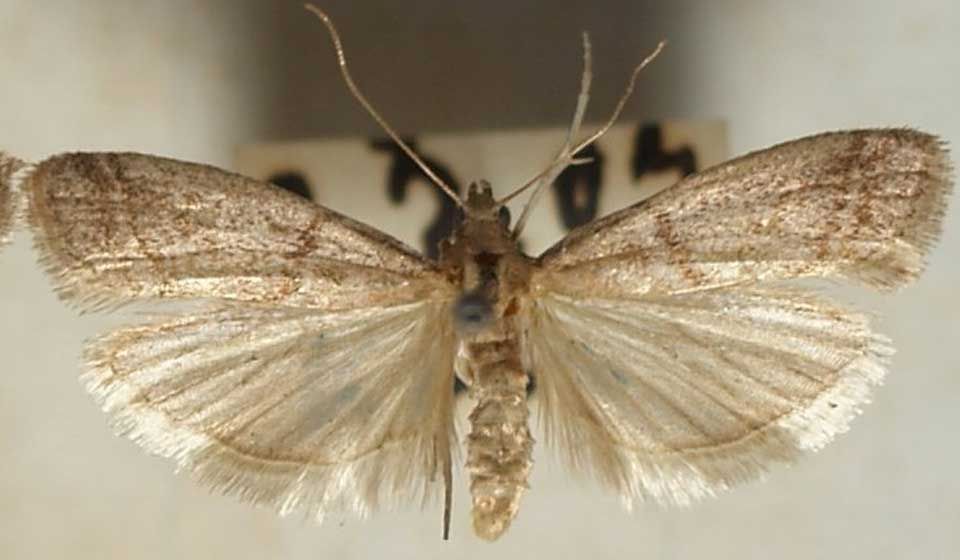 Tobacco Moth