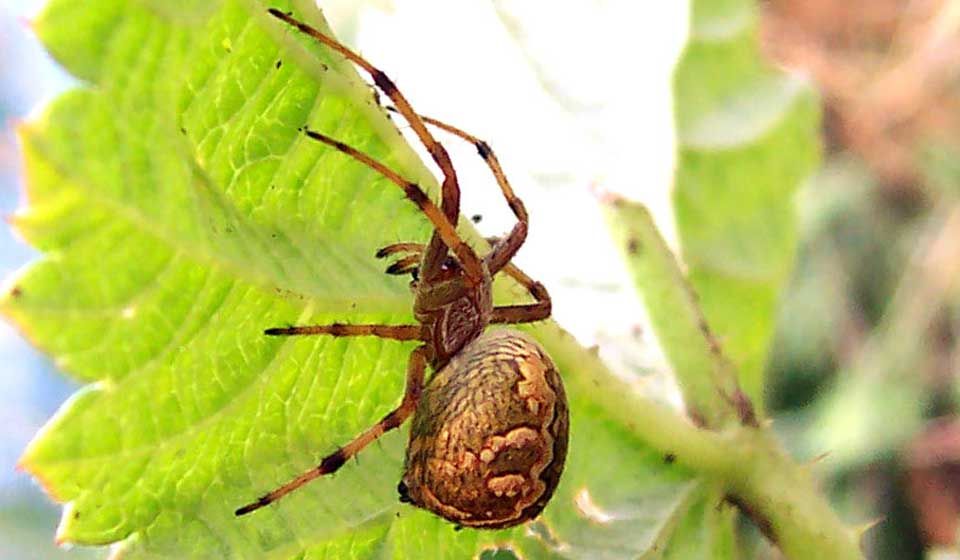 Orb Weaver Spider